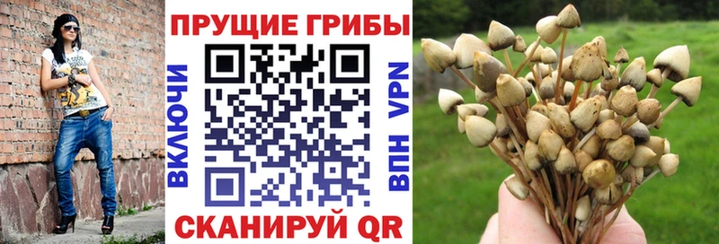 Псилоцибиновые грибы мицелий Данков